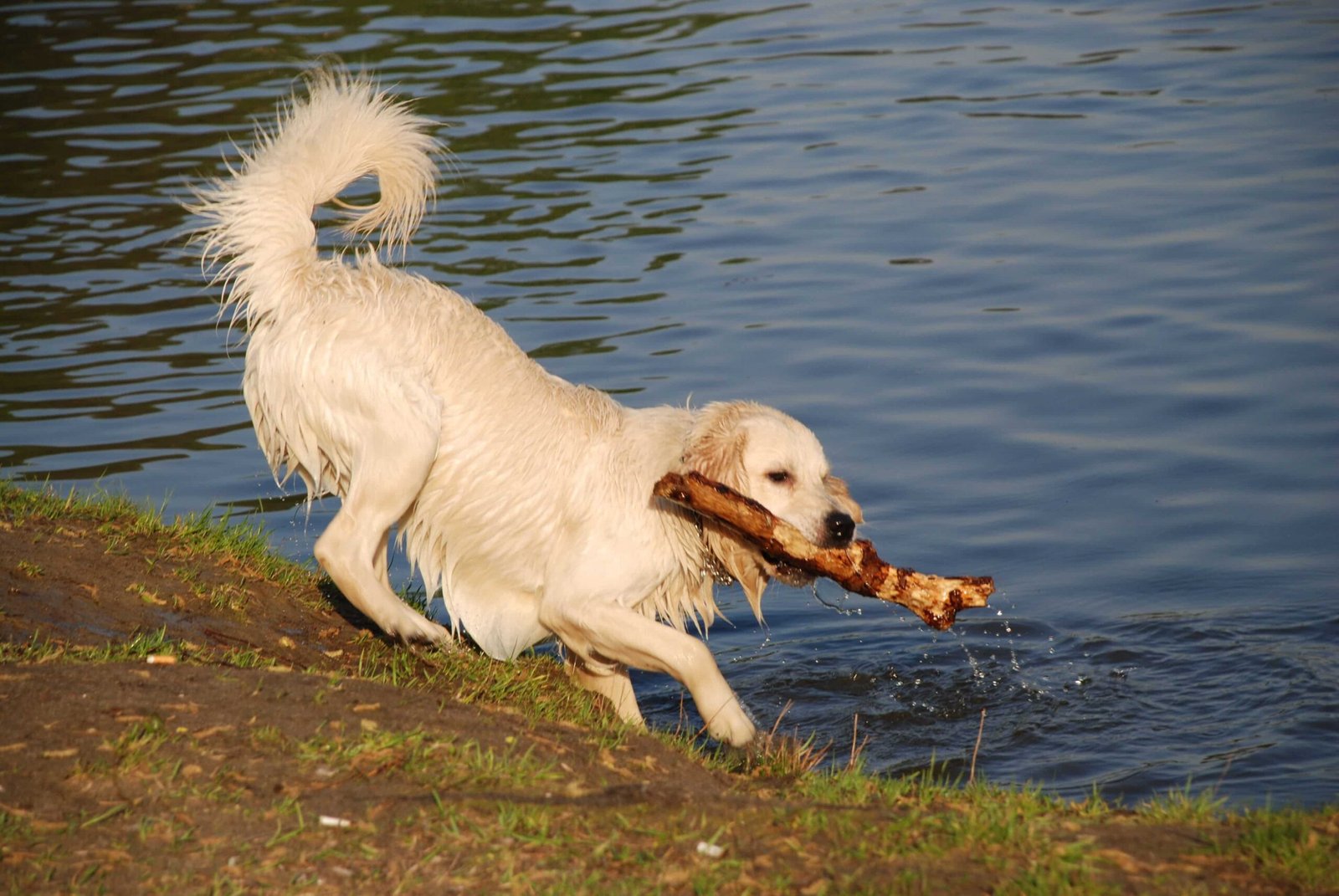 Golde retriever Galery