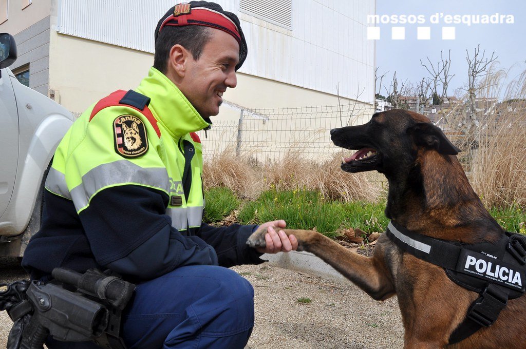 Temperamentos del pastor belga malinois