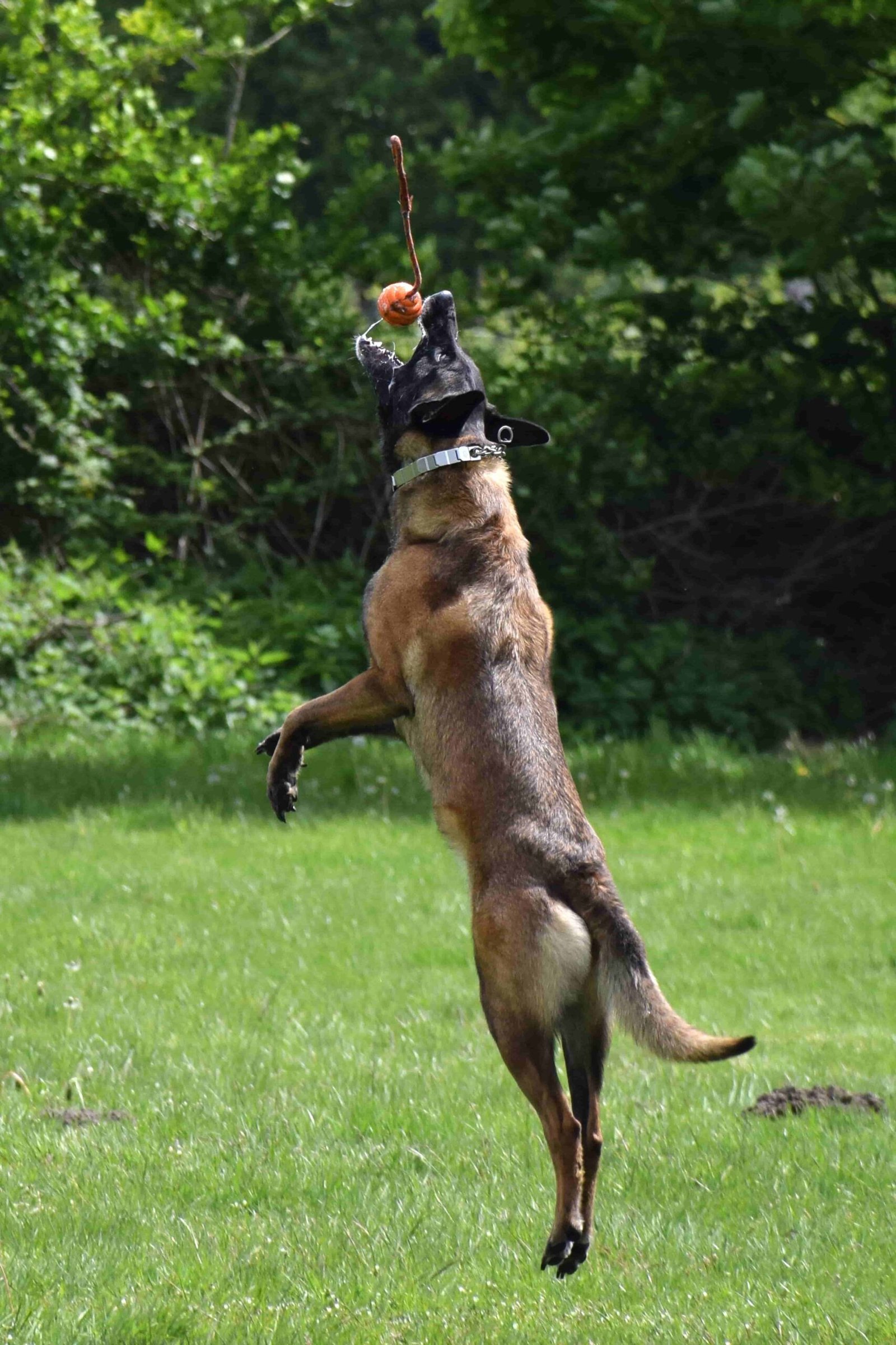 ejercicios para un belga malinois