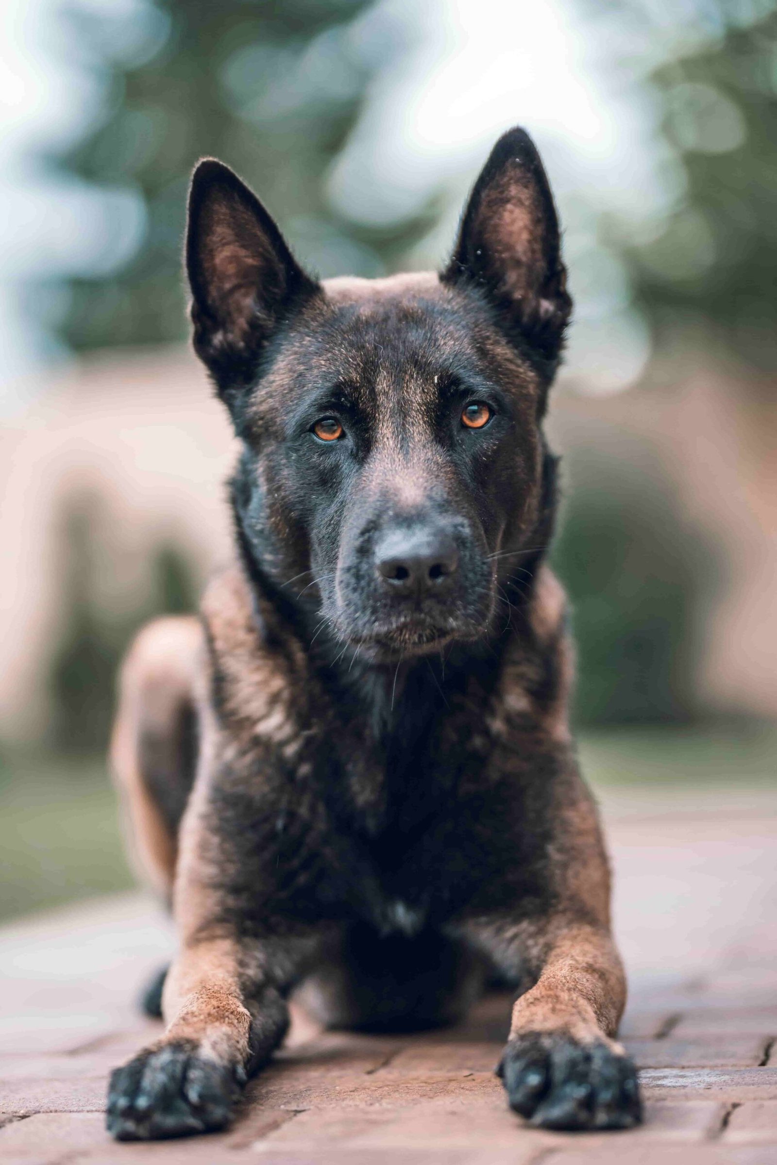 Características de un pastor belga malinois