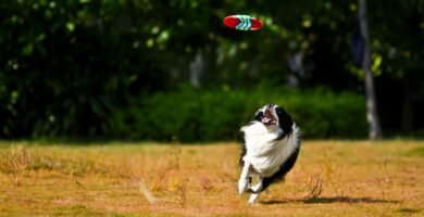 Border Collie