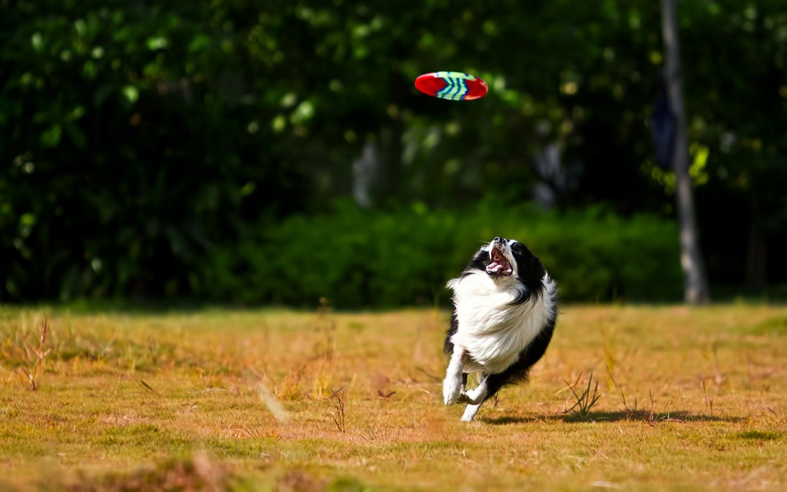 Border Collie