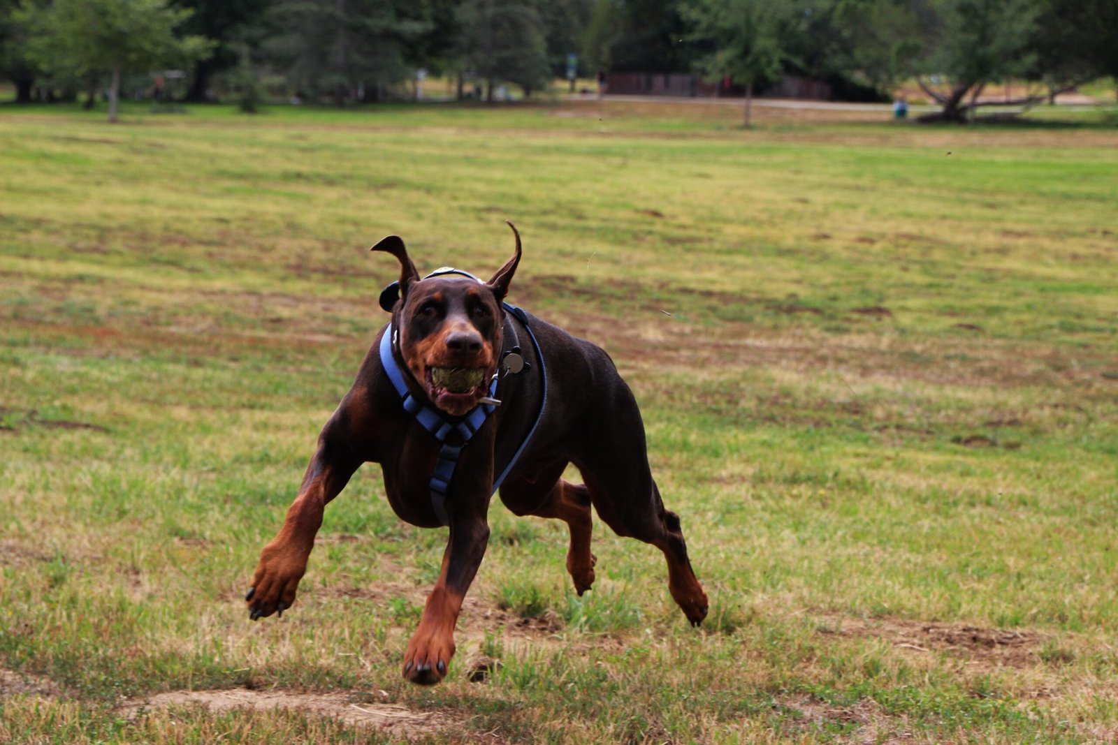 como es la energía de un doberman