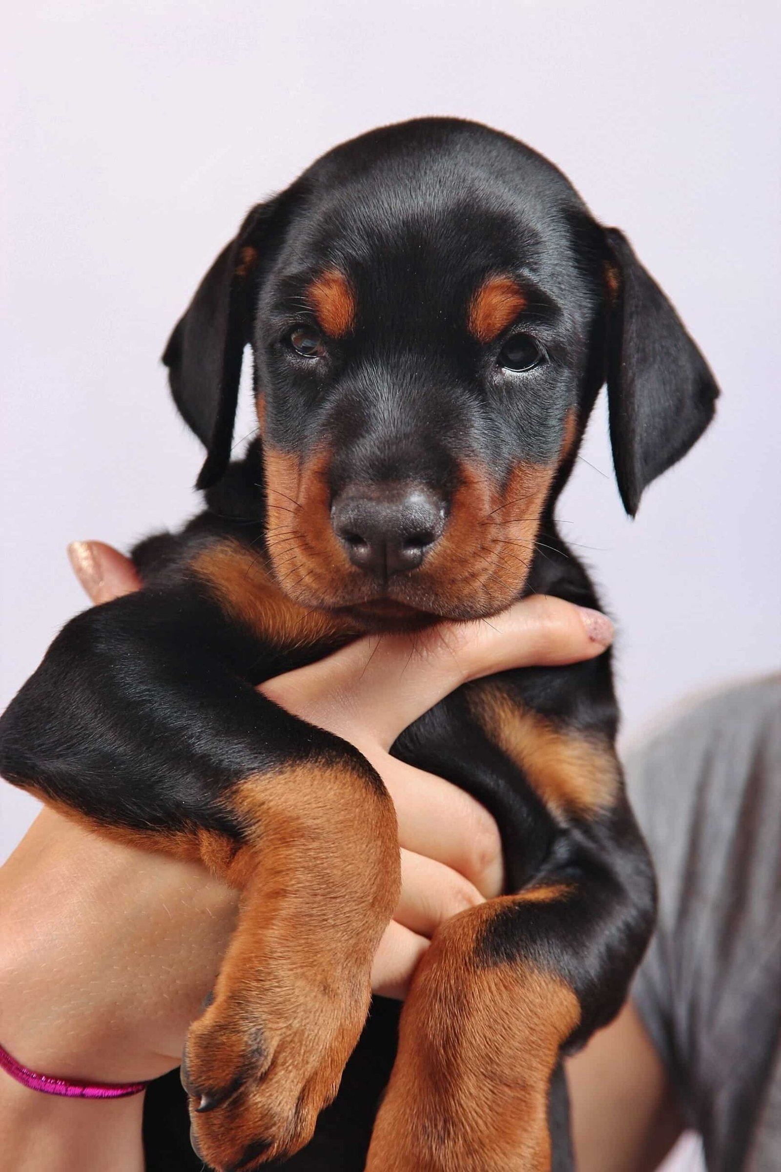 Doberman precios