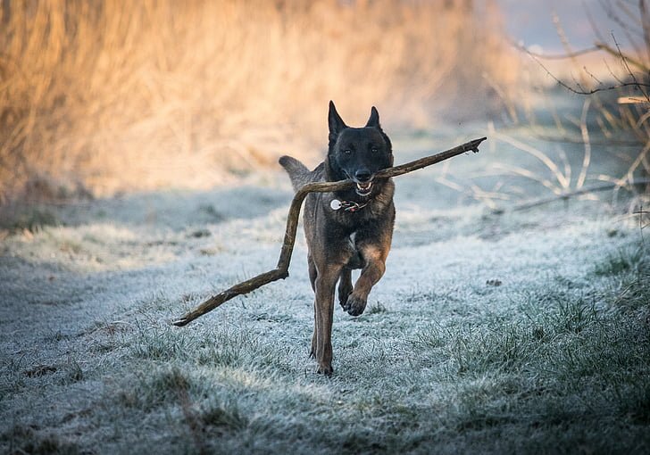 Socialización del malinois