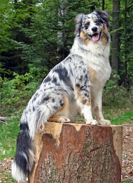 companion dogs for German Shepherds