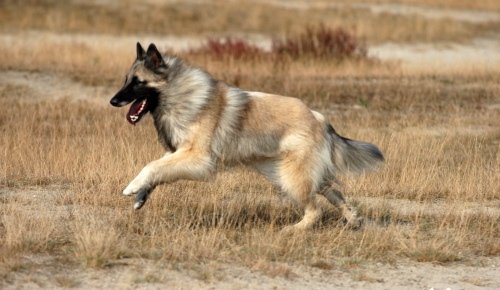 Belgian Tervuren