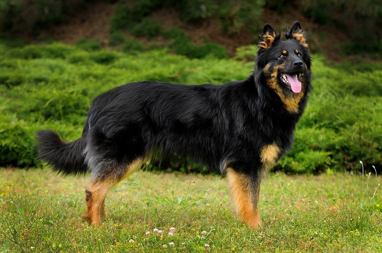 Bohemian Shepherd. Dog Breeds Like to the German Shepherd