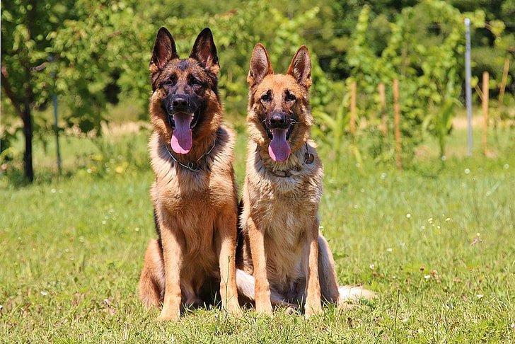 Dogs Like German Shepherds