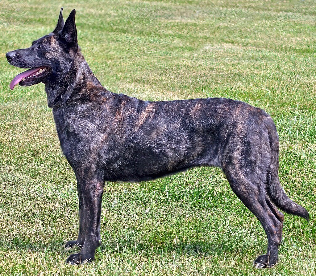 Dutch Shepherd. Dogs Like German Shepherds