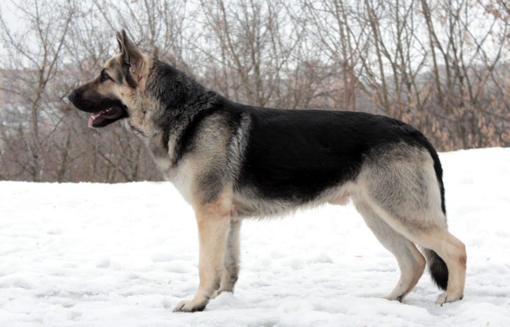 East European Shepherd. Dogs Like German Shepherds