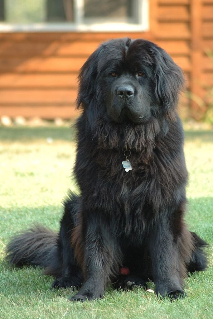 companion dogs for German Shepherds