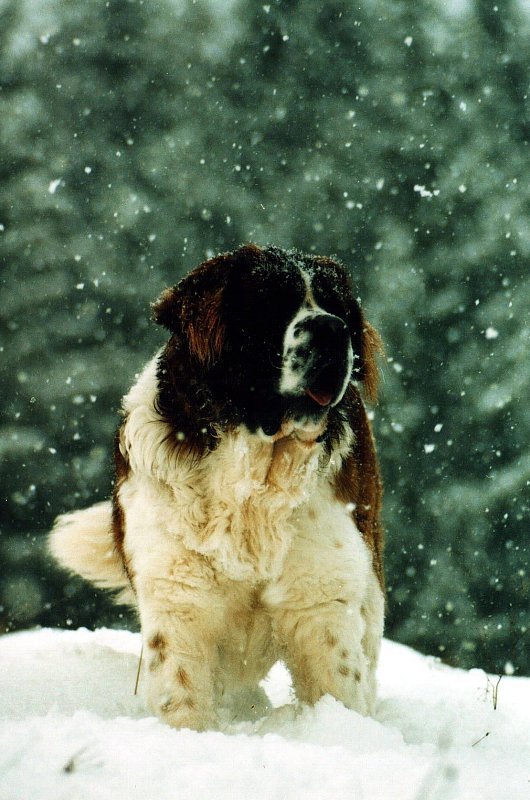 companion dogs for German Shepherds